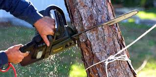 Best Fruit Tree Pruning  in Belleair Beach, FL
