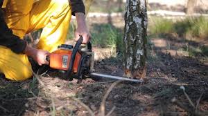 Leaf Removal in Belleair Beach, FL