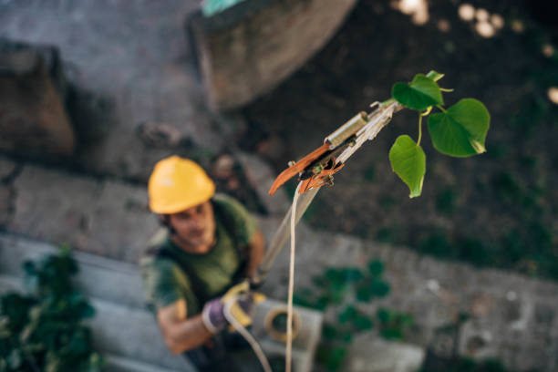Best Tree Cabling and Bracing  in Belleair Beach, FL