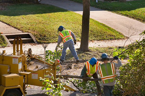 Best Tree Removal  in Belleair Beach, FL