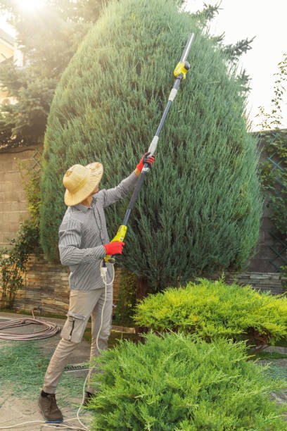 Best Grass Overseeding  in Belleair Beach, FL